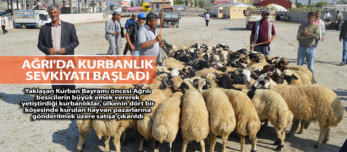 Ağrı'da kurbanlık sevkiyatı başladı