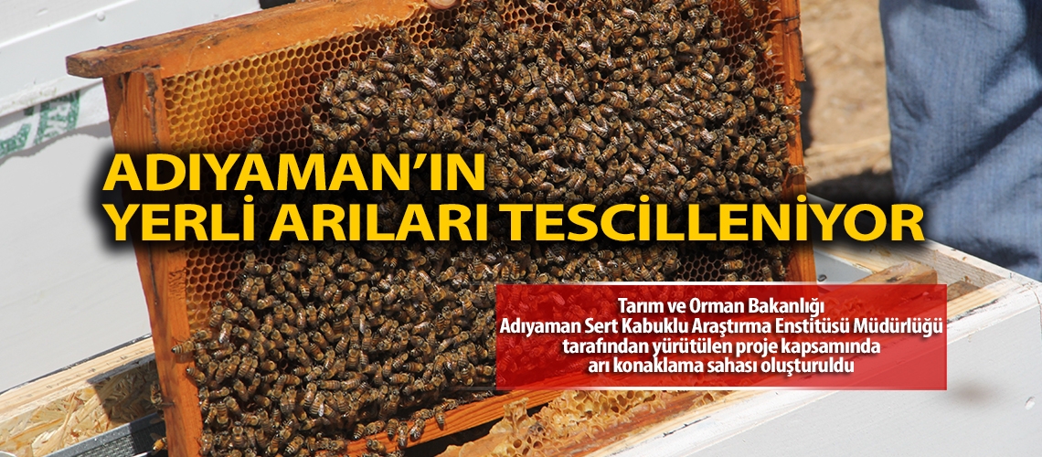 Adıyaman’ın yerli arıları tescilleniyor