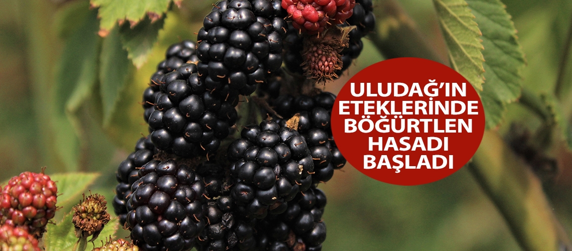 Uludağ’ın eteklerinde böğürtlen hasadı başladı