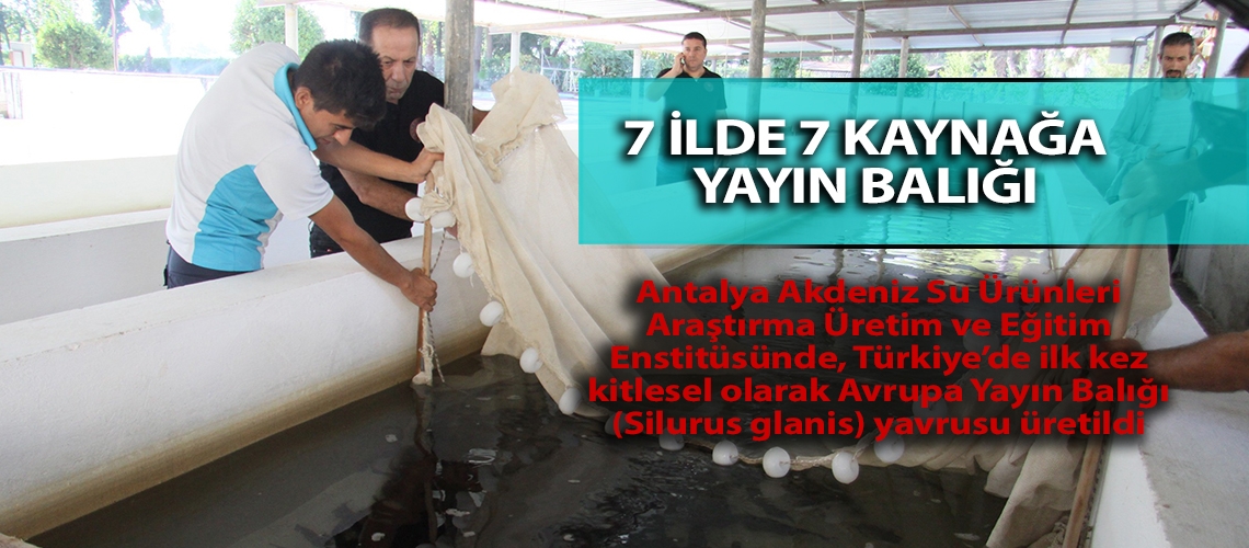 7 ilde 7 kaynağa yayın balığı