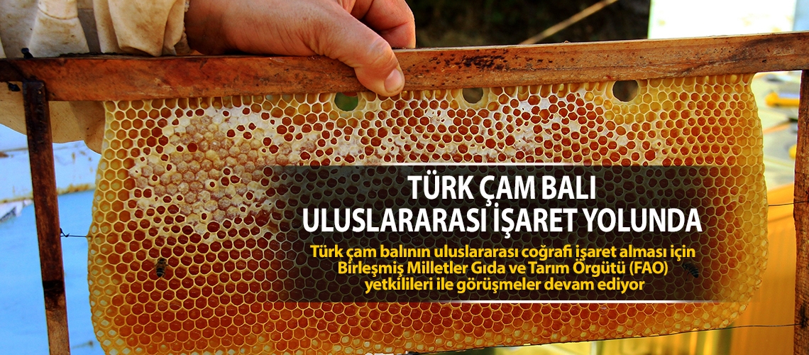 Türk çam balı uluslararası işaret yolunda
