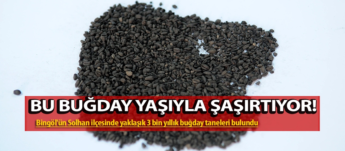 Bu buğday yaşıyla şaşırtıyor!