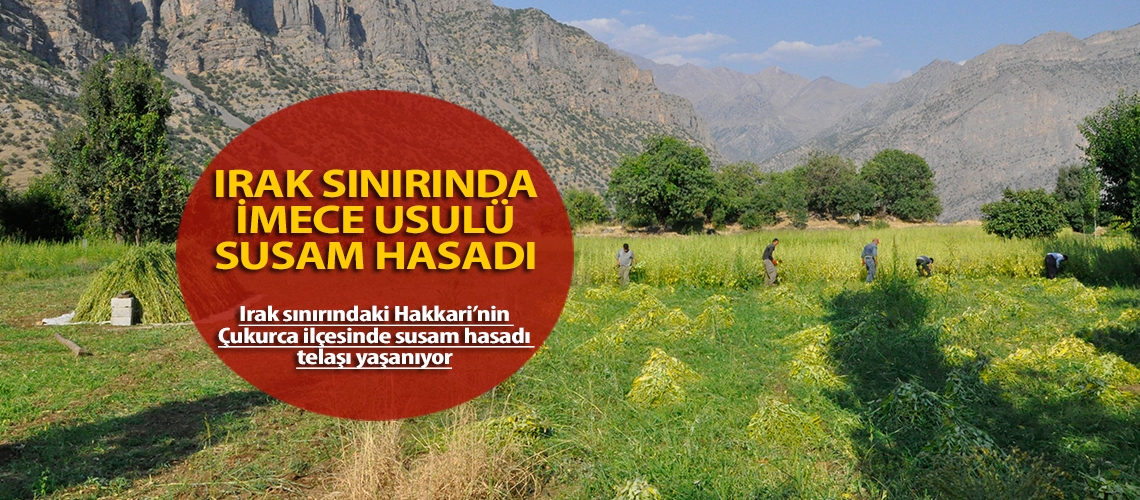 Irak sınırında imece usulü susam hasadı