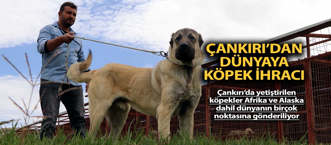 Çankırı’dan dünyaya köpek ihracı