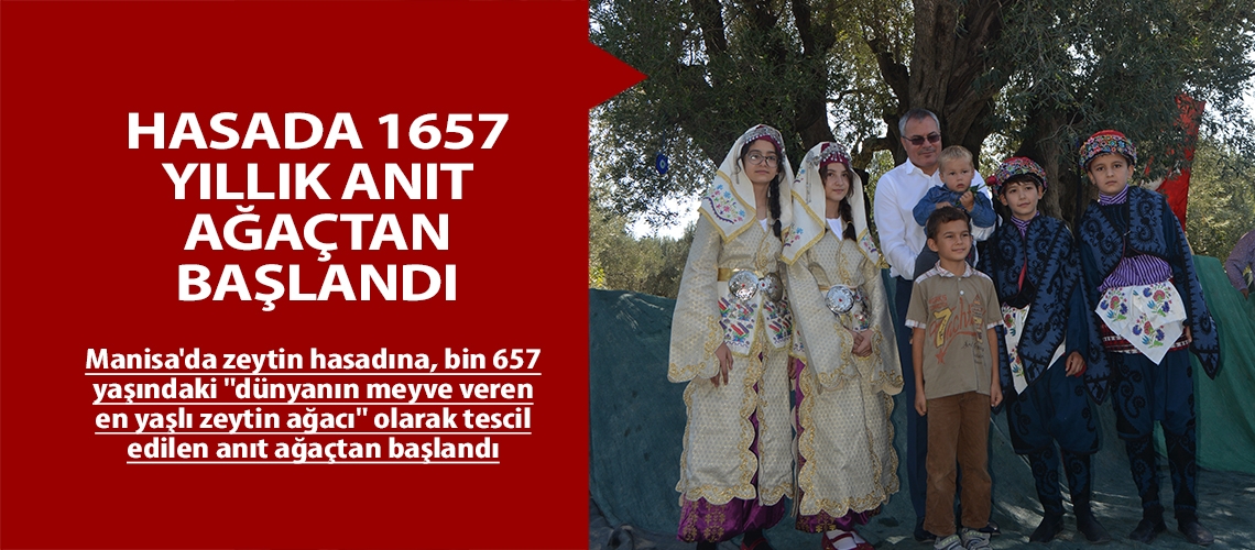 Hasada 1657 yıllık anıt ağaçtan başlandı