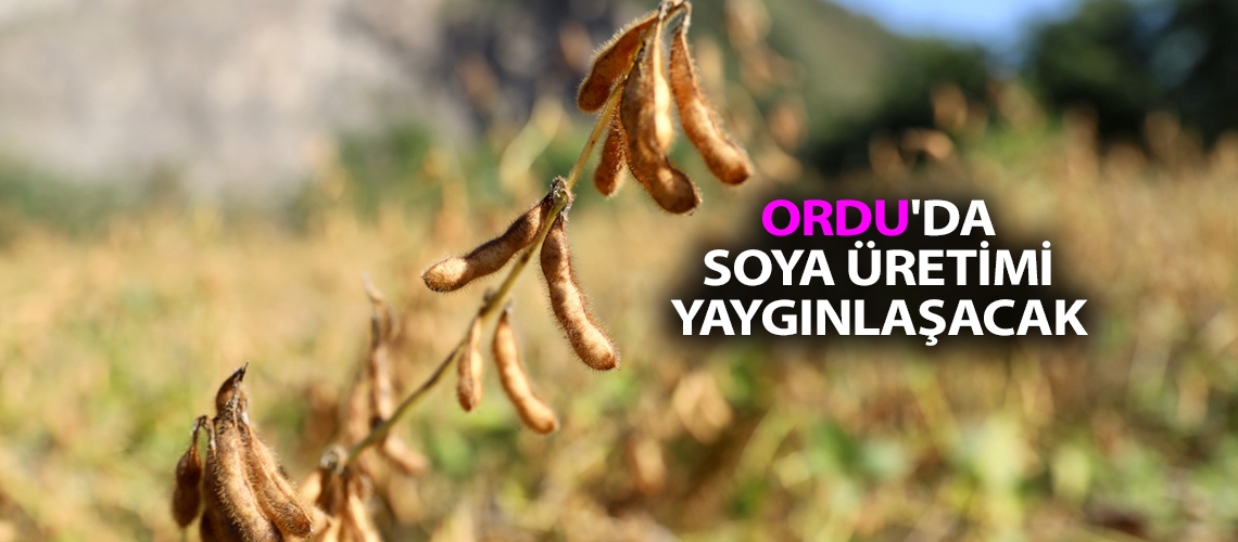 Ordu'da soya üretimi yaygınlaşacak