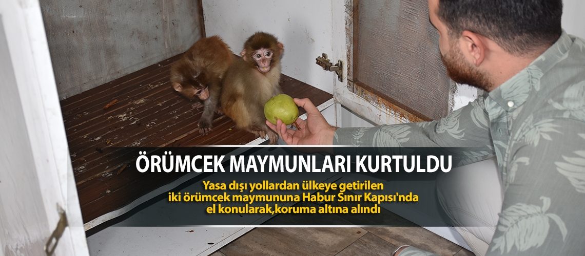 Örümcek maymunları kurtuldu