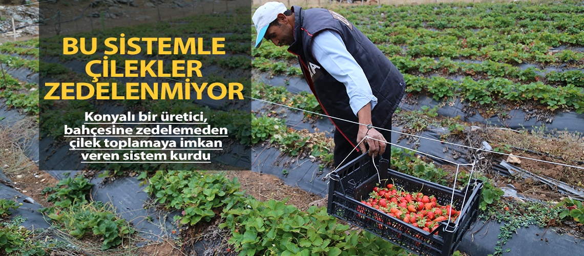 Bu sistemle çilekler zedelenmiyor