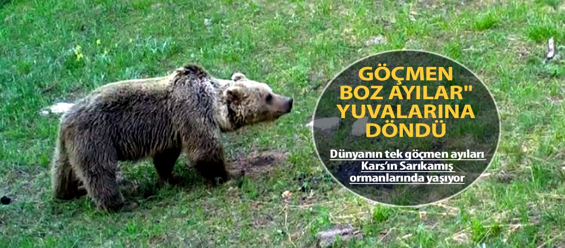 Göçmen boz ayılar