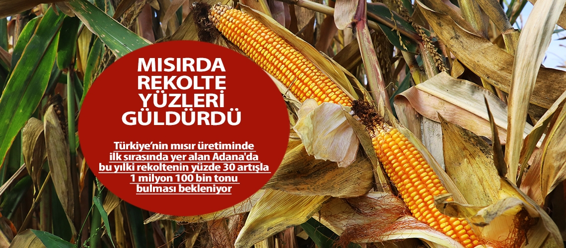 Mısırda rekolte yüzleri güldürdü