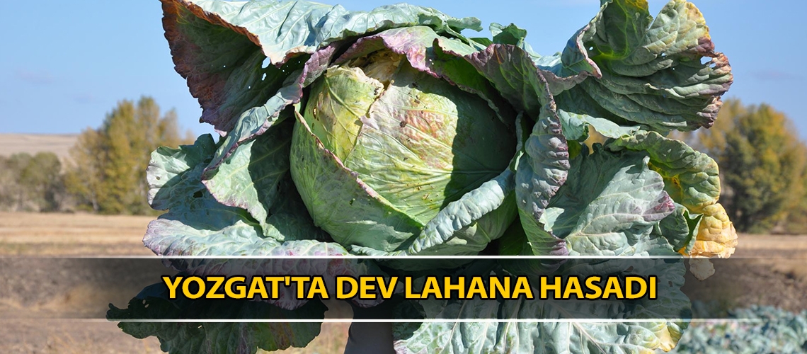 Yozgat'ta dev lahana hasadı