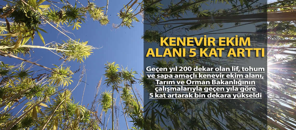 Kenevir ekim alanı 5 kat arttı