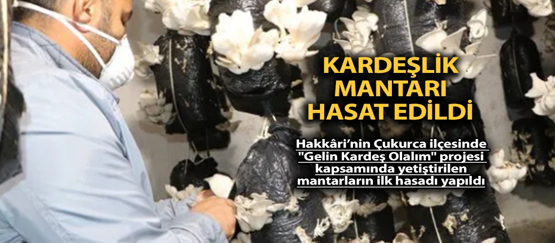 Kardeşlik mantarı hasat edildi