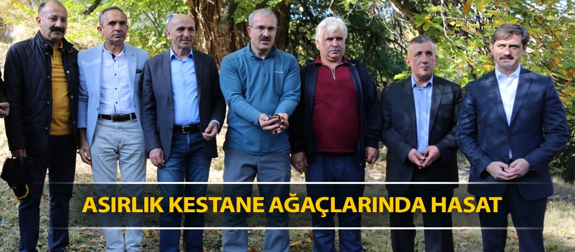 Asırlık kestane ağaçlarında hasat