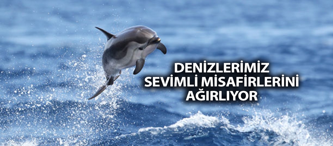 Denizlerimiz sevimli misafirlerini ağırlıyor