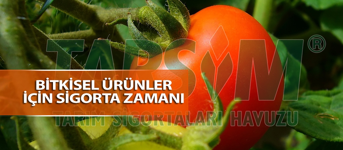 Bitkisel ürünler için sigorta zamanı
