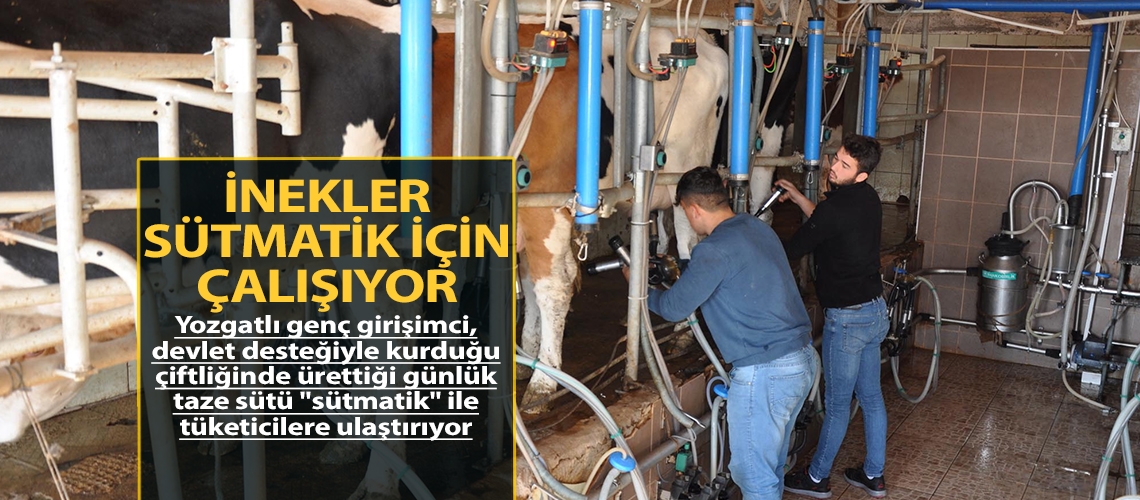 İnekler sütmatik için çalışıyor