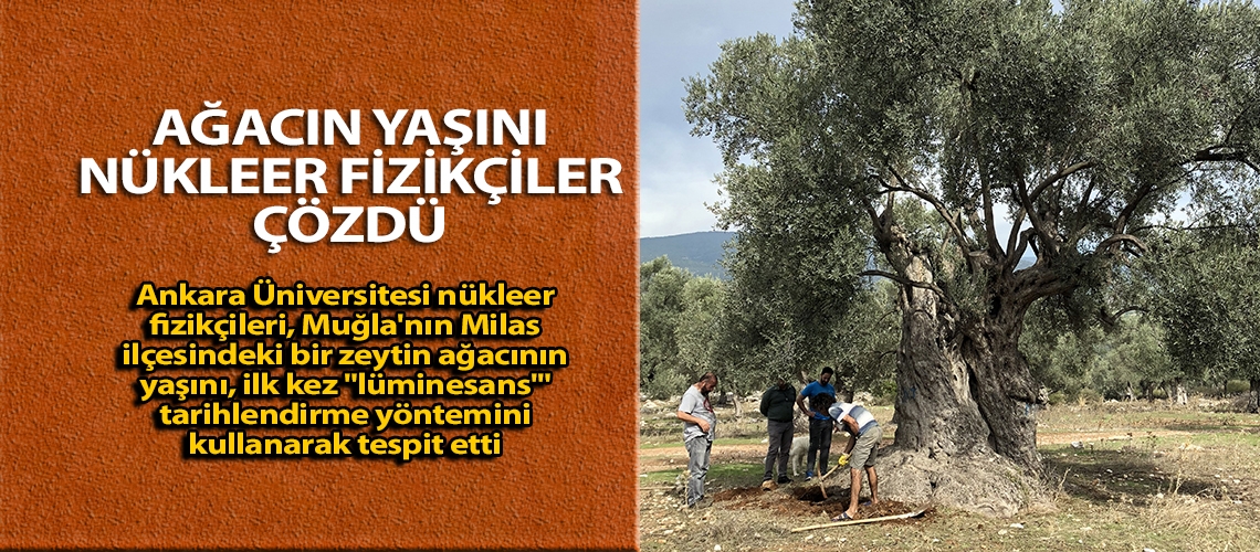Ağacın yaşını nükleer fizikçiler çözdü
