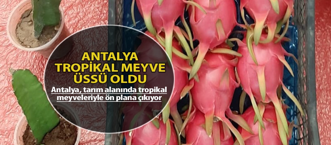 Antalya tropikal meyve üssü oldu