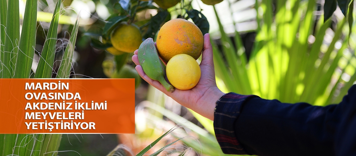 Mardin Ovasında Akdeniz iklimi meyveleri yetiştiriyor