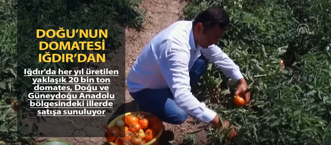 Doğu’nun domatesi Iğdır’dan