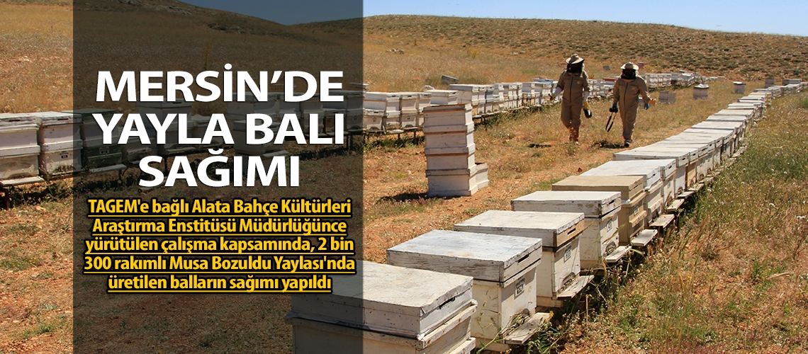 Mersin’de yayla balı sağımı