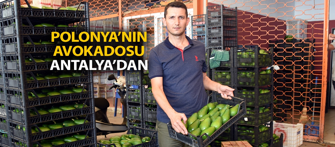 Polonya’nın avokadosu Antalya’dan