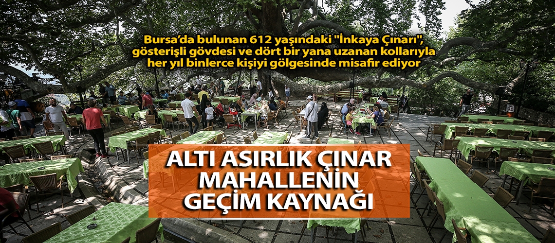 Altı asırlık çınar mahallenin geçim kaynağı