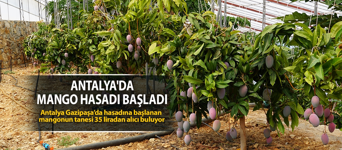 Antalya'da mango hasadı başladı