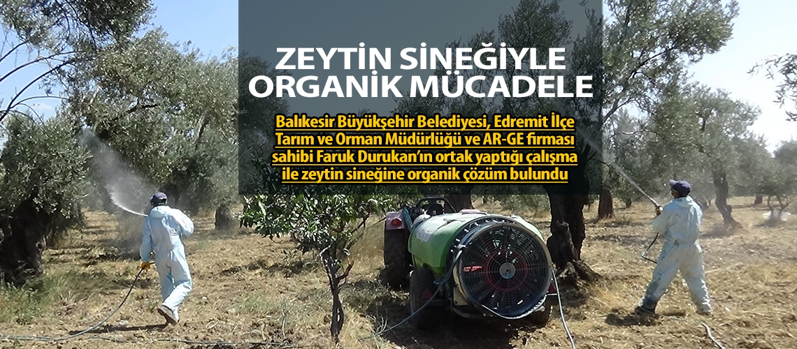 Zeytin sineğiyle organik mücadele