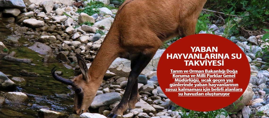 Yaban hayvanlarına su takviyesi