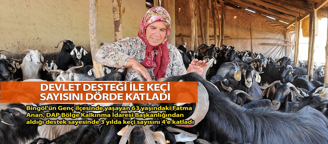 Devlet desteği ile keçi sayısını dörde katladı