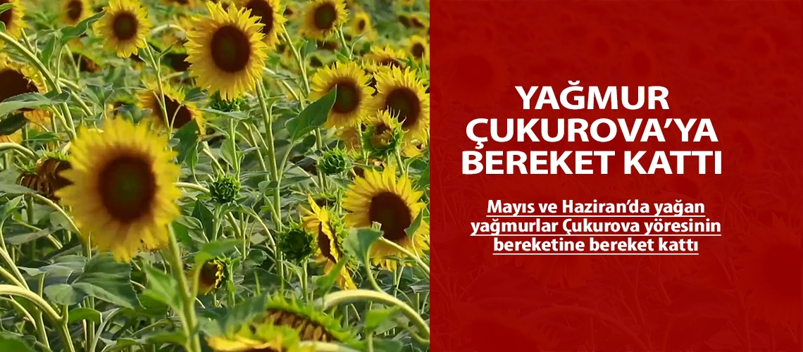 Yağmur Çukurova’ya bereket kattı