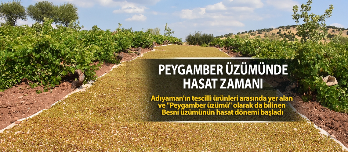 Peygamber üzümünde hasat zamanı