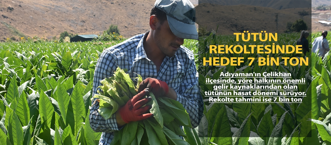 Tütün rekoltesinde hedef 7 bin ton