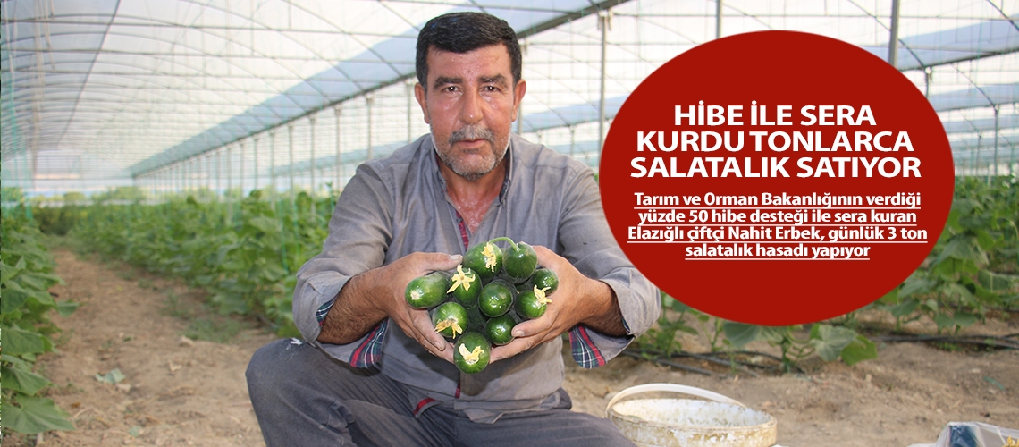 Hibe ile sera kurdu tonlarca salatalık satıyor
