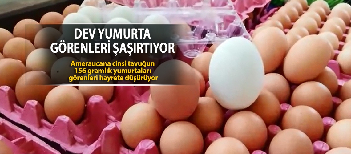 Dev yumurta görenleri şaşırtıyor