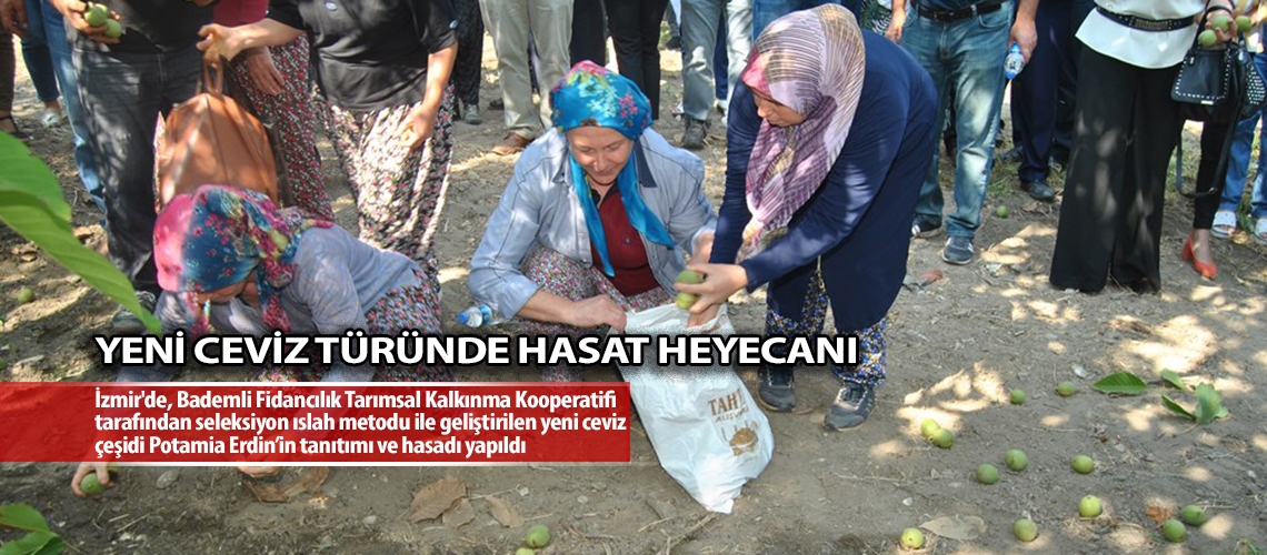 Yeni ceviz türünde hasat heyecanı