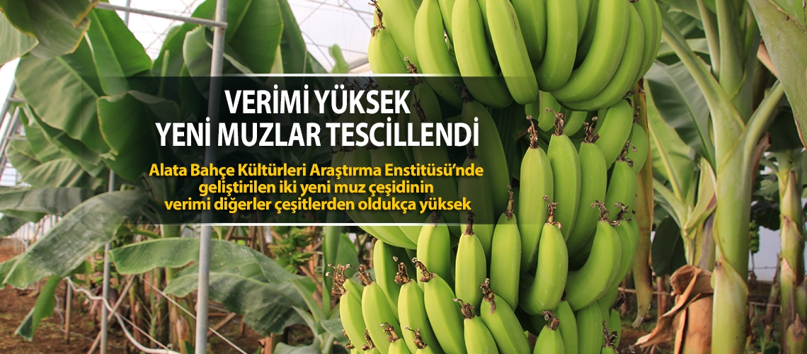 Verimi yüksek yeni muzlar tescillendi