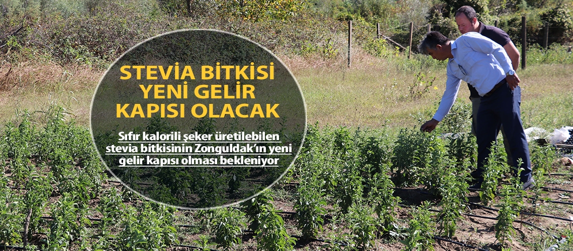 Stevia bitkisi yeni gelir kapısı olacak