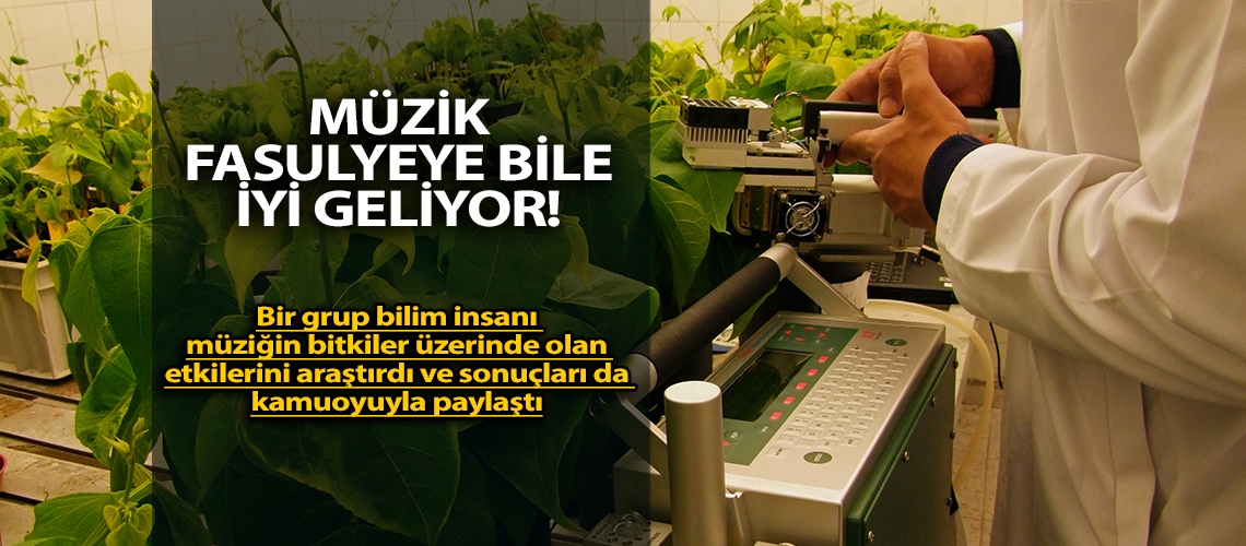 Müzik fasulyeye bile iyi geliyor!