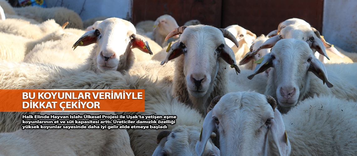 Bu koyunlar verimiyle dikkat çekiyor