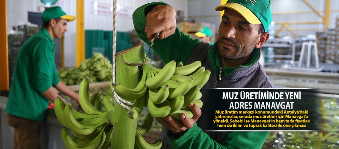 Muz üretiminde yeni adres Manavgat