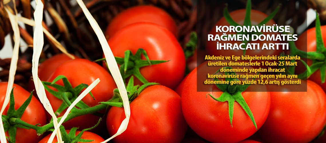 Koronavirüse rağmen domates ihracatı arttı