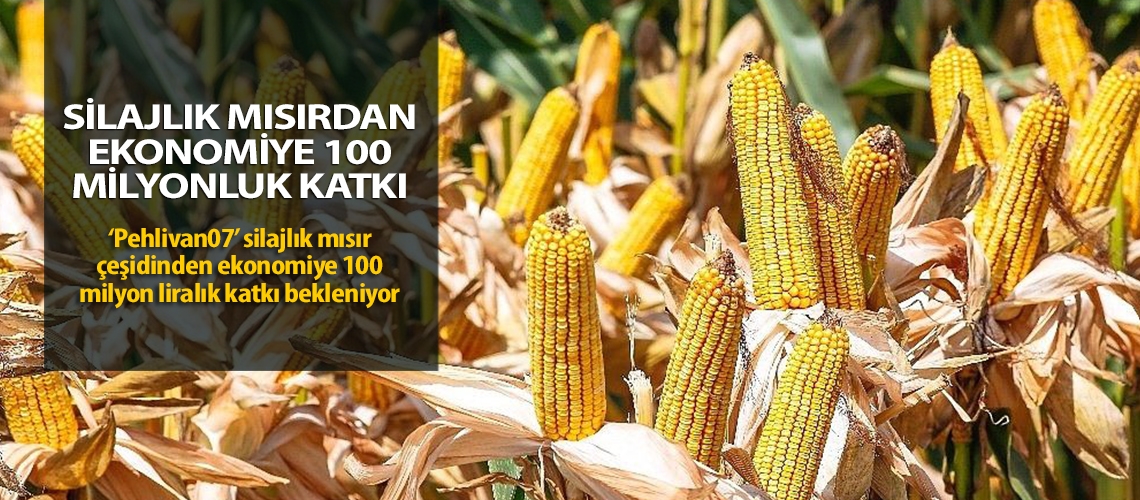 Silajlık mısırdan ekonomiye 100 milyonluk katkı