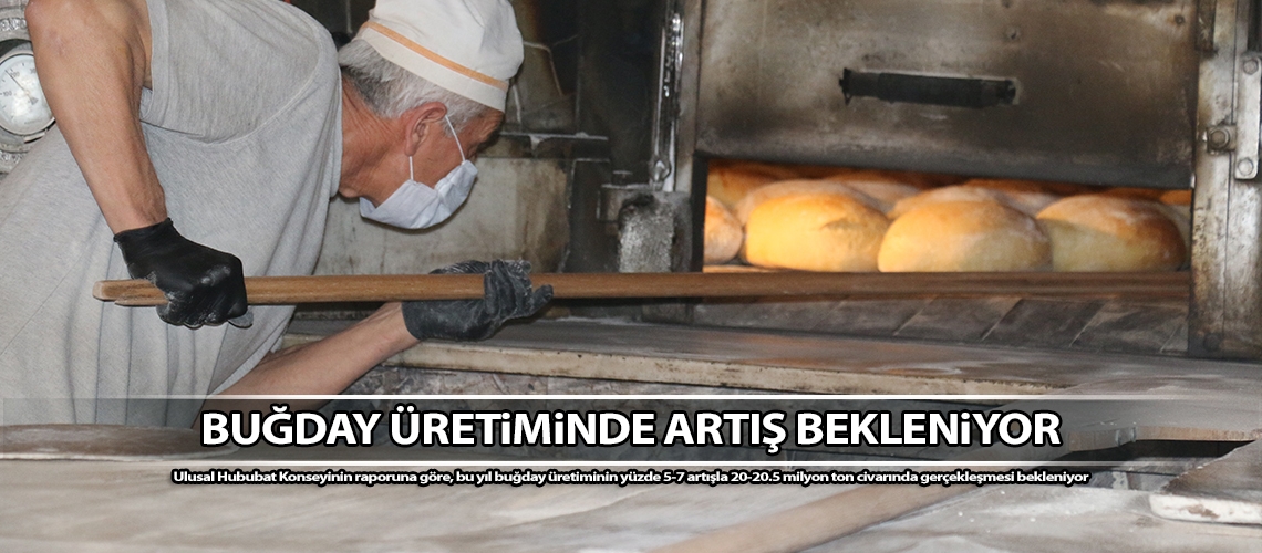 Buğday üretiminde artış bekleniyor