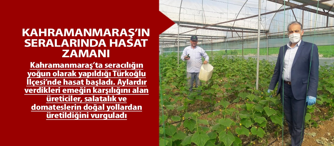 Kahramanmaraş’ın seralarında hasat zamanı
