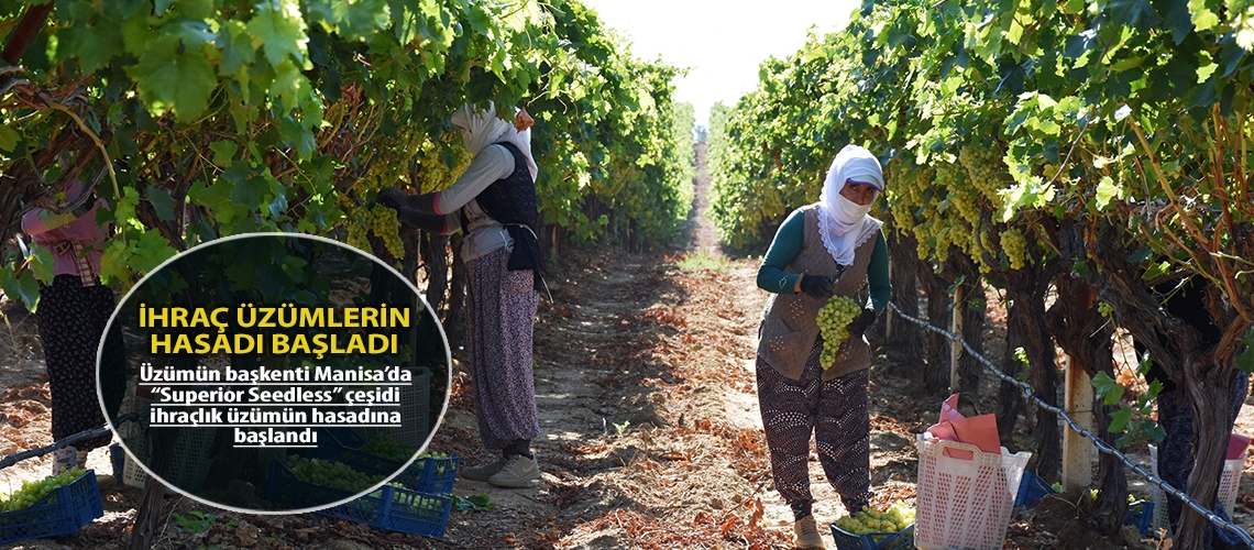 İhraç üzümlerin hasadı başladı