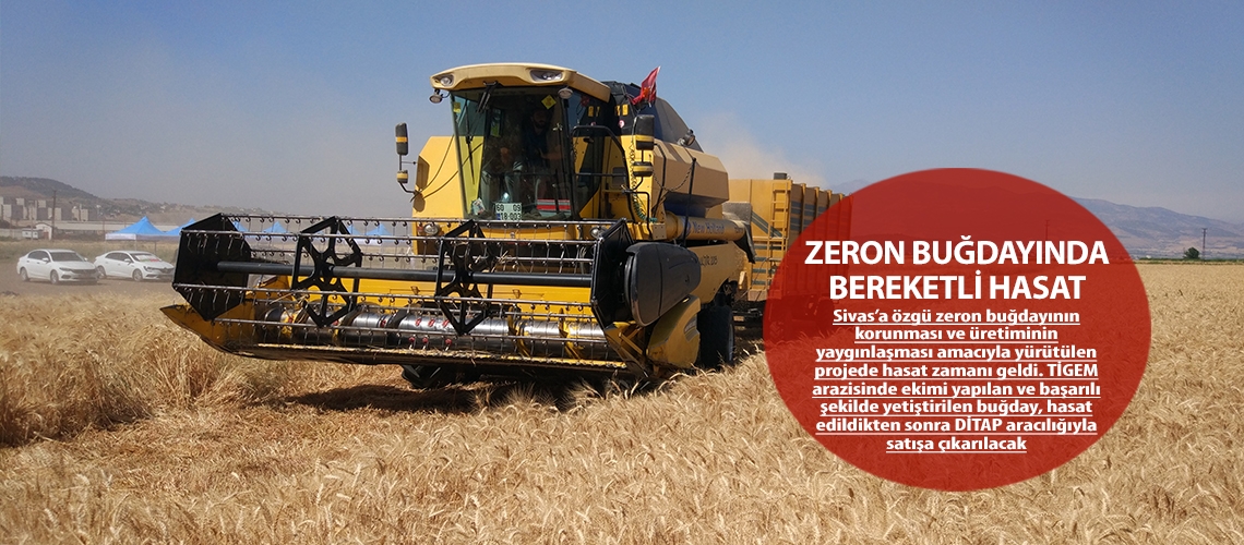 Zeron buğdayında bereketli hasat