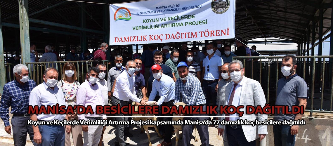 Manisa’da besicilere damızlık koç dağıtıldı